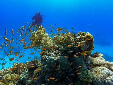 Sarı nehir Maldivler safarisi 2021