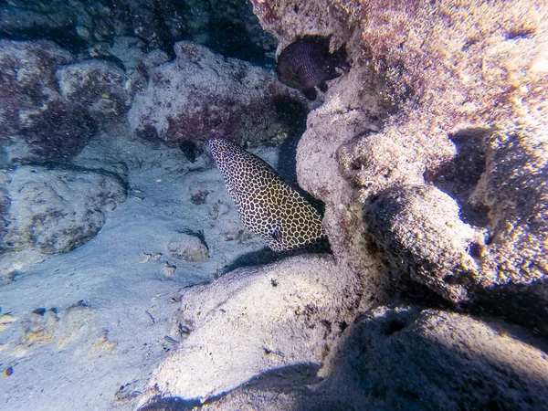 Güzel mercan resifleri, deniz ve balıklar, tropikal balıklar. Murena. Safari 2021