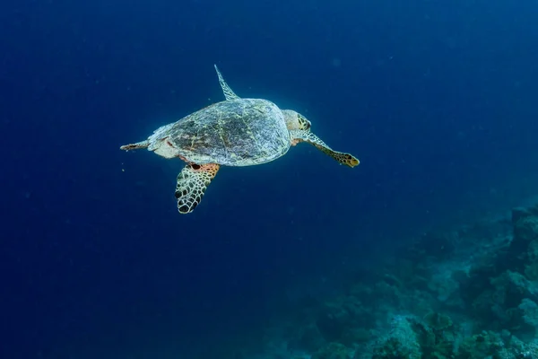 Kaplumbağa. Safari. Mısır 2021