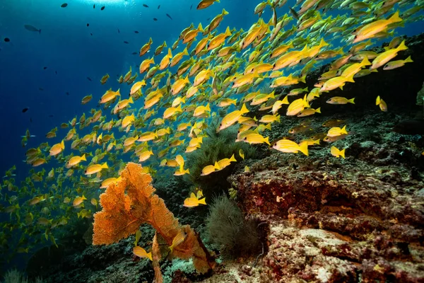 Sarı nehir Maldivler safarisi 2021