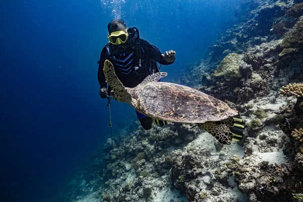 Kaplumbağa. Safari. Mısır 2021