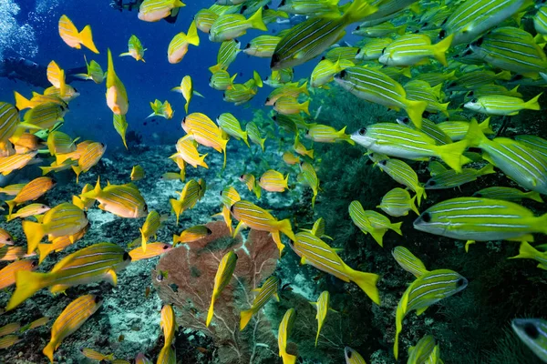 Žlutá Řeka Maledivy Safari 2021 — Stock fotografie