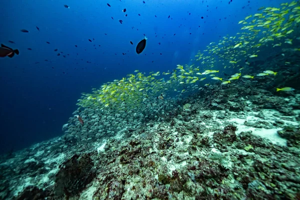 Sarı nehir Maldivler safarisi 2021