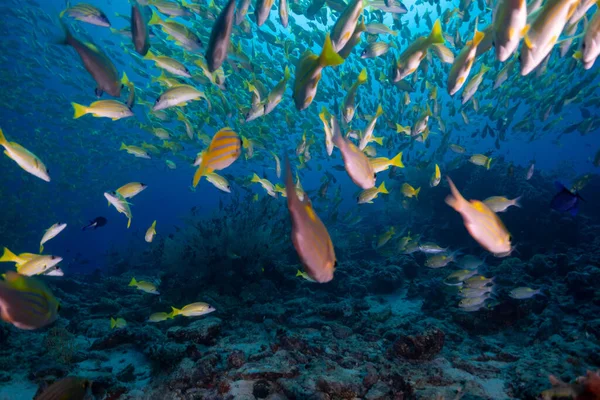 Sarı nehir Maldivler safarisi 2021