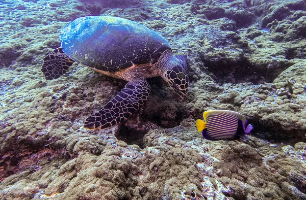 Kaplumbağa. Safari. Mısır 2021