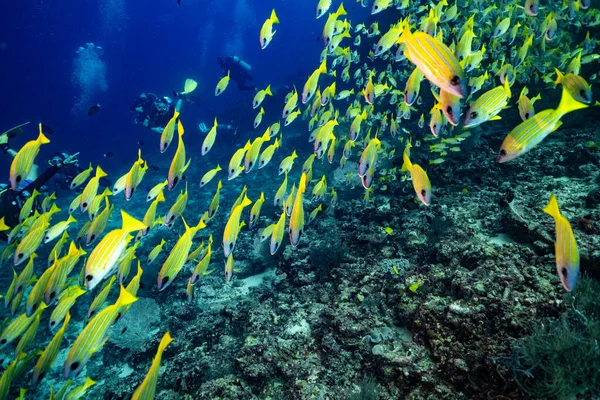 Sarı nehir Maldivler safarisi 2021