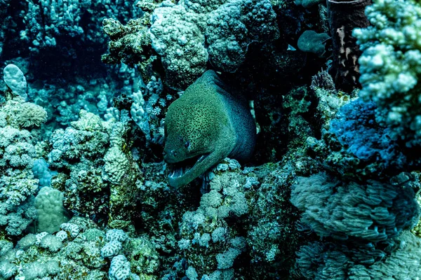 Güzel mercan resifleri, deniz ve balıklar, tropikal balıklar. Murena. Safari 2021