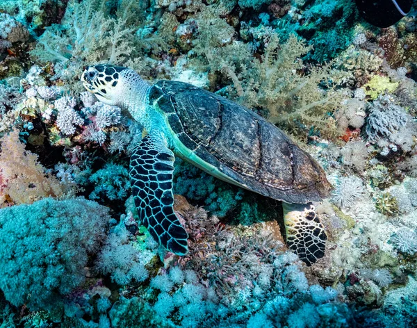 Kaplumbağa. Safari. Mısır 2021