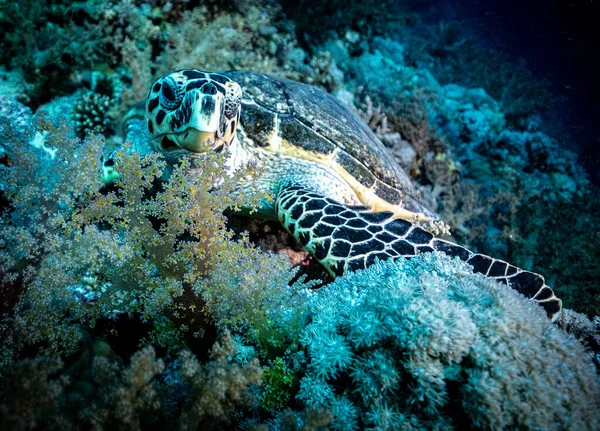 Kaplumbağa. Safari. Mısır 2021