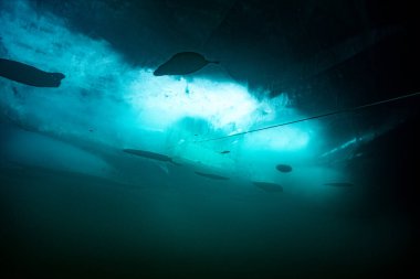 Baykal gölünde buz dalışı. Hafif bir oyun. 