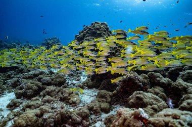 Suyun altındaki sarı nehir 