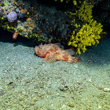 Orta İran 'da taş balık