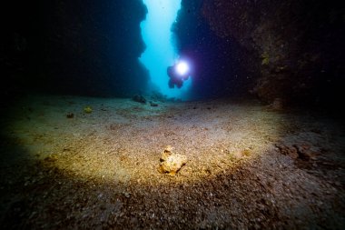 Suyun altında fotoğraf denizi