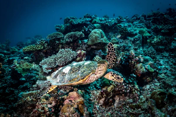 Sıcak su. Turtil yaşam