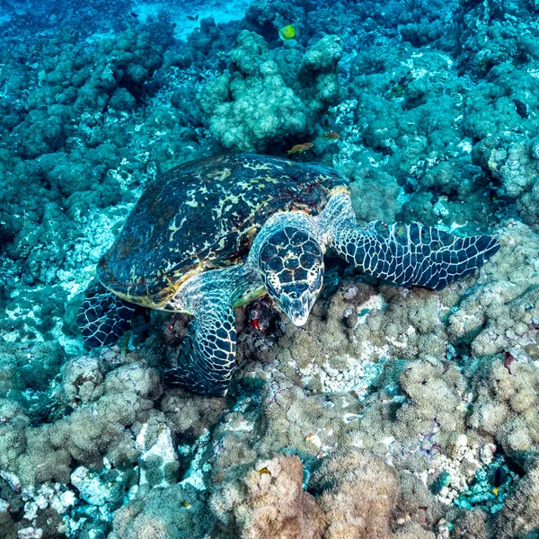 Sıcak su. Turtil yaşam