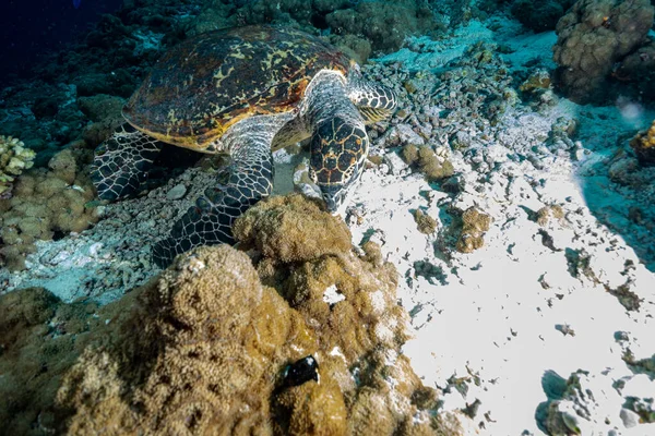 Sıcak su. Turtil yaşam