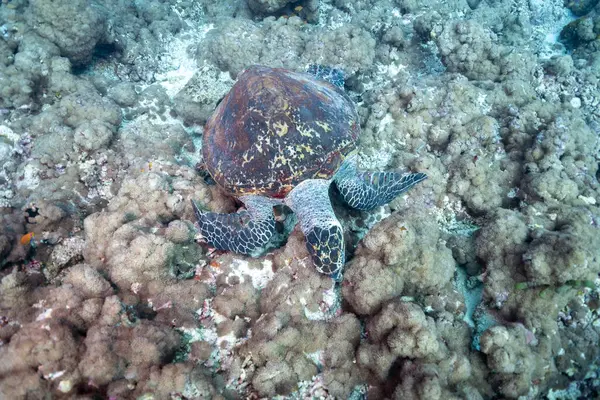 Sıcak su. Turtil yaşam