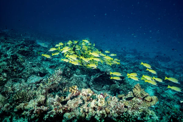 Suyun altındaki sarı nehir 