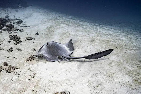 Suyun altındaki sarı nehir 