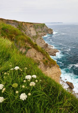 Çiçekler İspanya 'nın kuzey kıyısında Camino de Santiago' da (Camino del Norte güzergahı)).