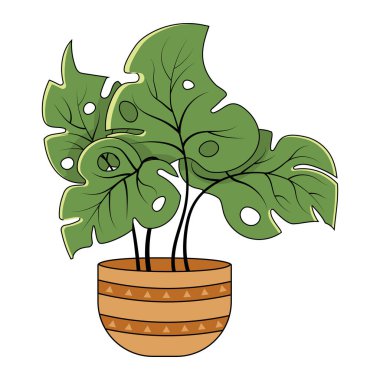 Saksıda yeşil canavar bitkisi