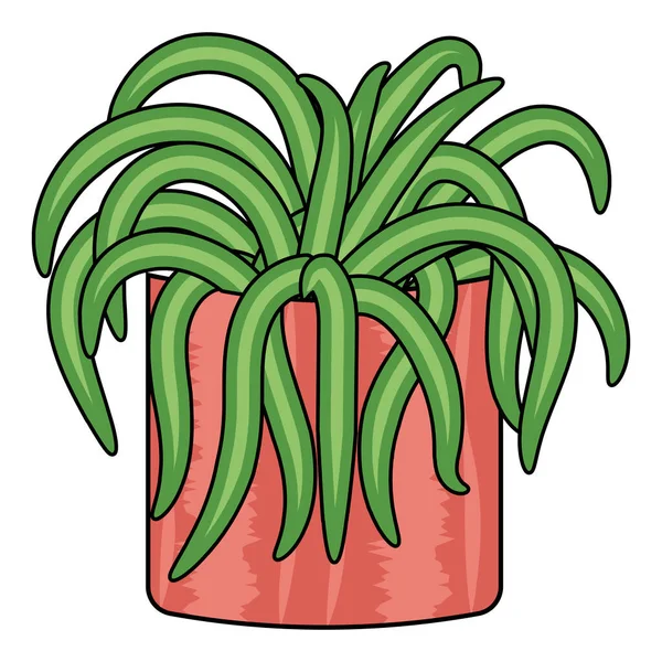 Zielony Chlorophytum Roślin Różowym Garnku Płaskim Stylu Doodle — Wektor stockowy