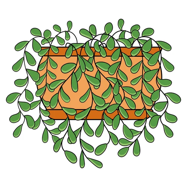Zielony Bluszcz Roślinny Wiszącymi Liśćmi Bromn Orange Pot — Wektor stockowy