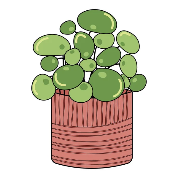 Zielona Roślina Okrągłymi Liśćmi Różowym Garnku — Wektor stockowy