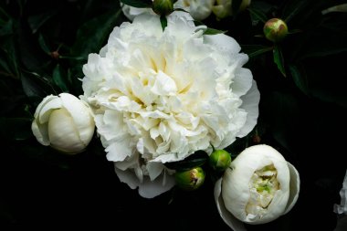 İnanılmaz güzel beyaz pion (şakayık) koyu arkaplanda