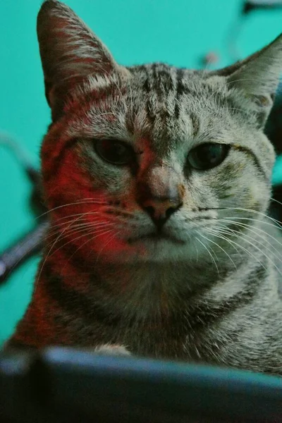 Retrato Gato Estimação Bonito Sentado — Fotografia de Stock