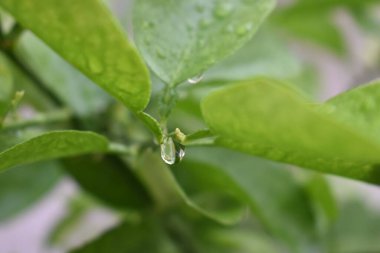 Yaprak ucunda su damlası fotoğrafı