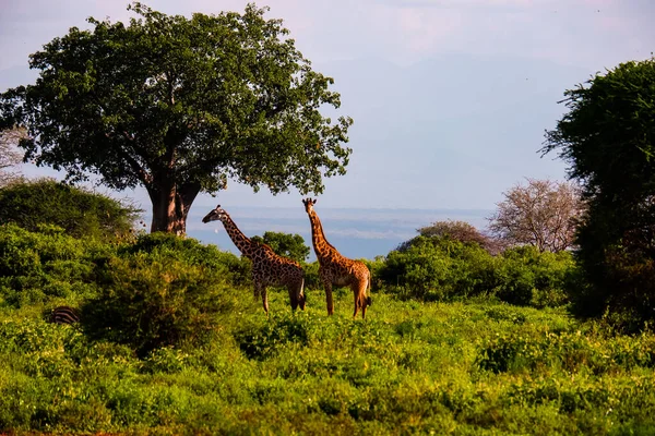 Два Жирафа Зеленом Лугу Большим Количеством Деревьев Дикие Животные — стоковое фото