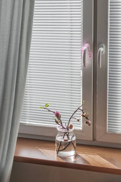 Branches with blossoming buds of dusty pink magnolia in a glass vase on the windowsill and sun glare through the blinds.
