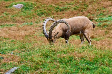 Ibex, dağda yaşayan bir dağ tepede otları yiyor.