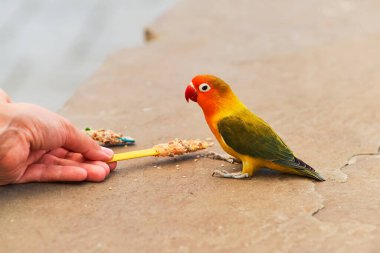 Küçük bir aşk kuşu, insanlar tarafından tutulan tohumlarla besleniyor.