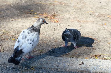 Vahşi güvercinler avluda işlerini yapıyorlar.
