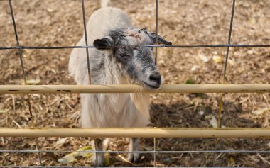 A goat is loitering behind the fence in his enclosure at a fall harvest farm fest clipart