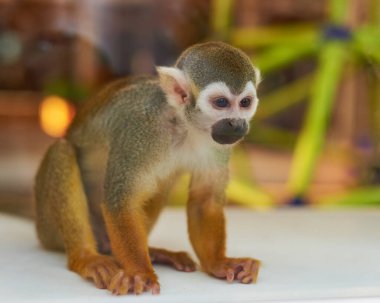 Kaya Hyrax, çevresini ve otlağını gözlemliyor.