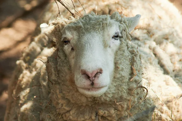 Přerostlá Vlněná Ovce Ohradě Demo Farmě — Stock fotografie