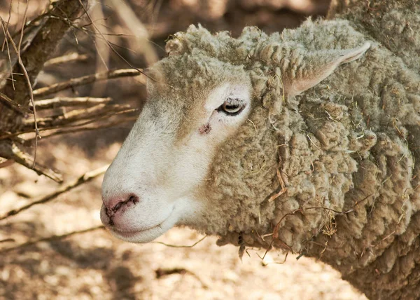 Uma Ovelha Lanosa Crescida Seu Recinto Fazenda Demonstração — Fotografia de Stock