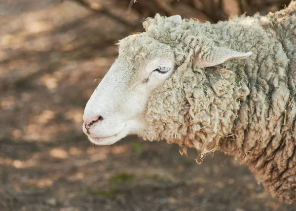 Uma Ovelha Lanosa Crescida Seu Recinto Fazenda Demonstração — Fotografia de Stock