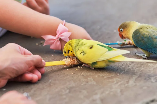 Amore Uccelli Pappagalli Budgerigars Altri Piccoli Pappagalli Come Uccelli Alimentati — Foto Stock