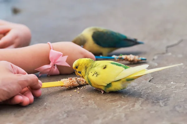 Amore Uccelli Pappagalli Budgerigars Altri Piccoli Pappagalli Come Uccelli Alimentati — Foto Stock