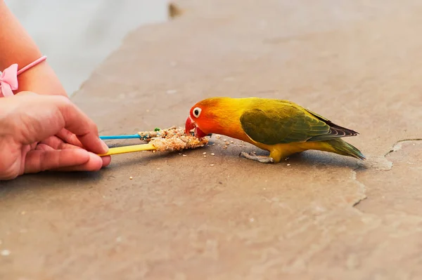 Uccellino Amore Nutre Bastoni Con Semi Tenuti Persone Mani Visibili — Foto Stock