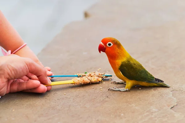 Uccellino Amore Nutre Bastoni Con Semi Tenuti Persone Mani Visibili — Foto Stock