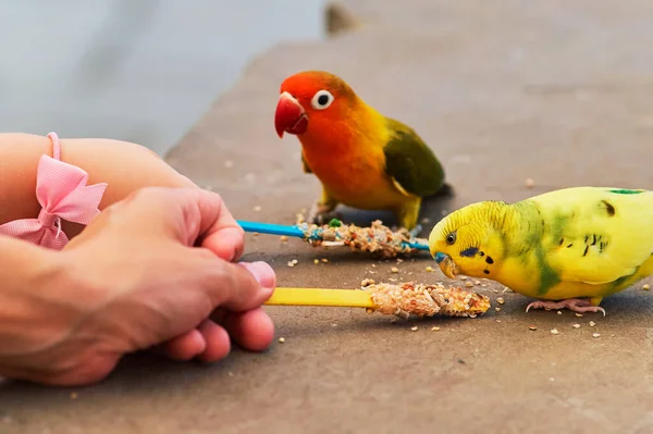 Amore Uccelli Pappagalli Budgerigars Altri Piccoli Pappagalli Come Uccelli Alimentati — Foto Stock