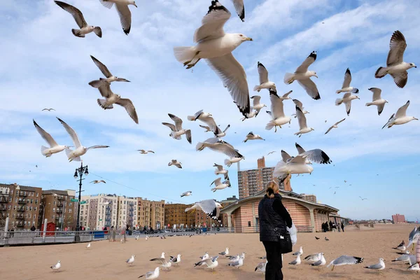 Flock Hungry Seagulls Catching Bits Food Thrown Air — Stock Photo, Image
