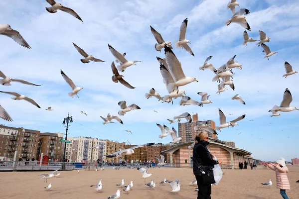 Flock Hungry Seagulls Catching Bits Food Thrown Air — Stock Photo, Image