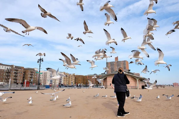 Flock Hungry Seagulls Catching Bits Food Thrown Air — Stock Photo, Image