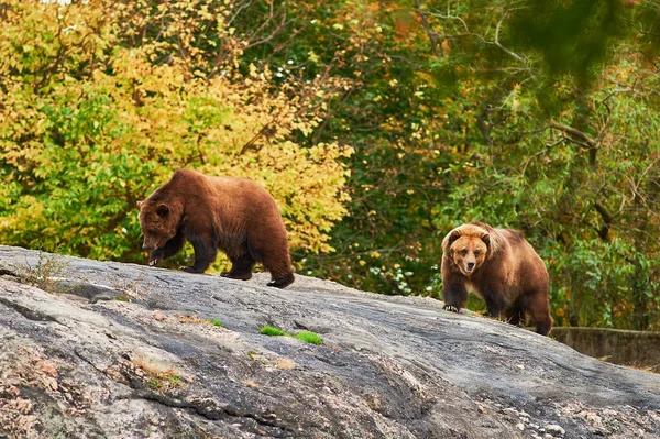 Bruine Grizzlyberen Zwerven Door Hun Leefgebied Bronx Zoo — Stockfoto